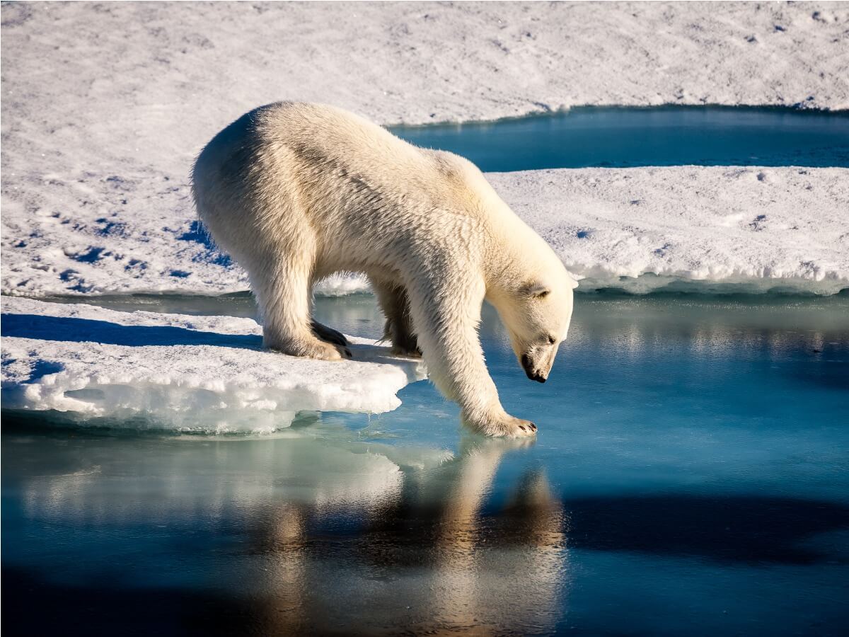 Warum werden Tiere kleiner? Ein Eisbär am Wasser
