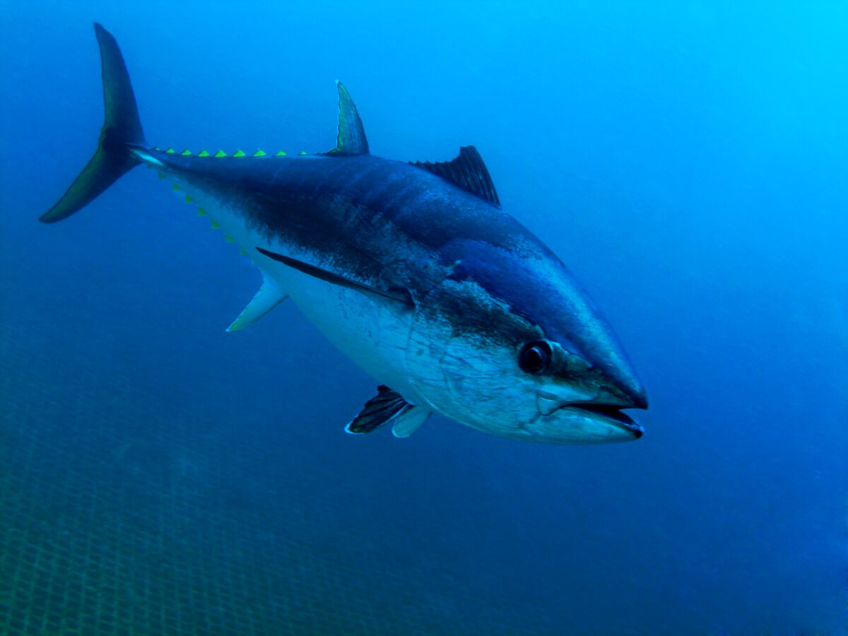 Otro de los peces en peligro de extinción.