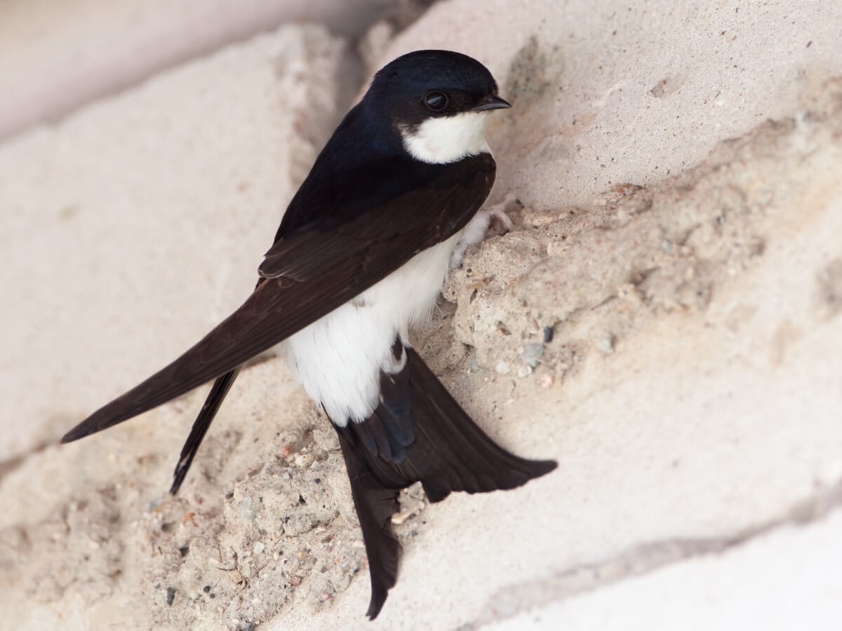 Le differenze tra rondine, aereo e veloce sono molteplici.