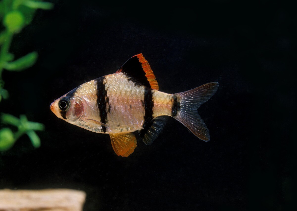 A fish with stripes.