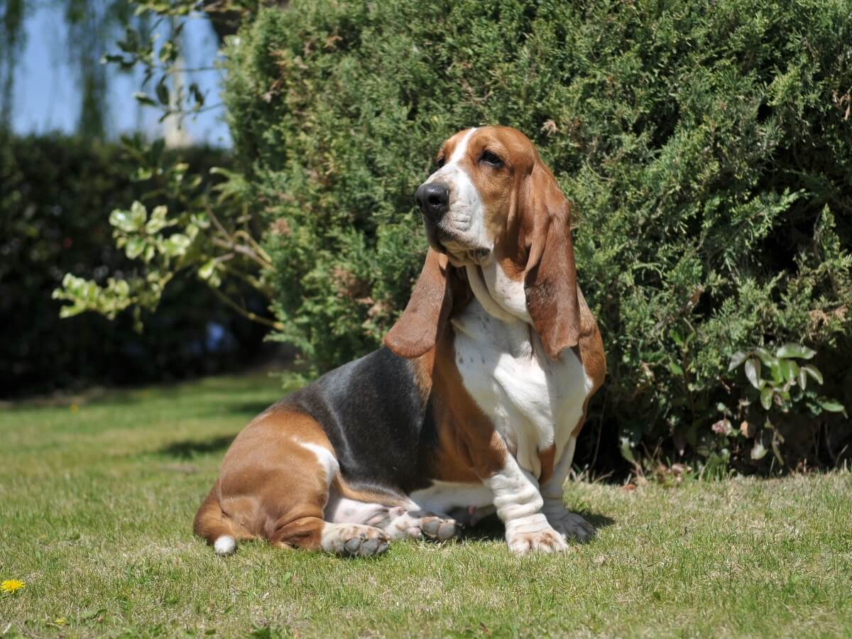 Un basset hound en el jardín.