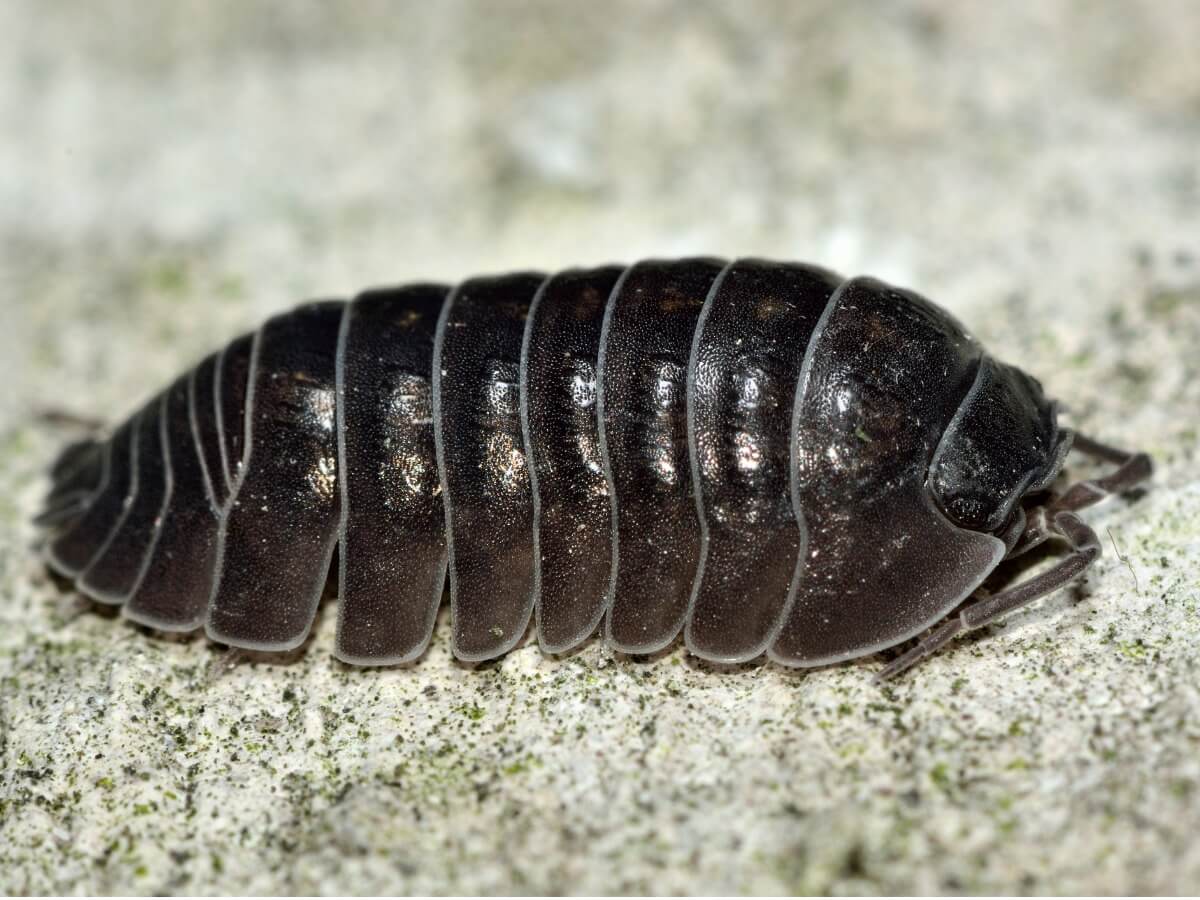 Un cloporte sur une pierre.