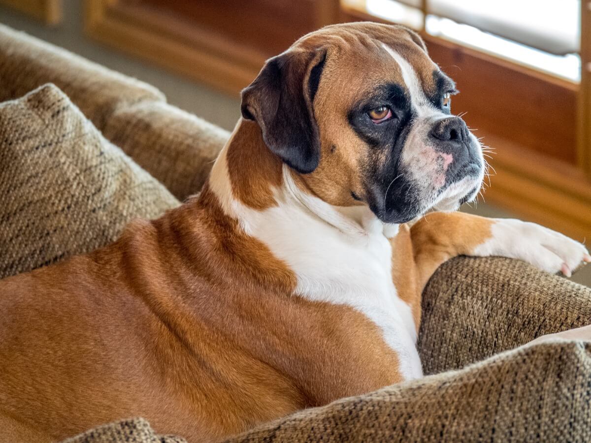 Boxer care is very specific.