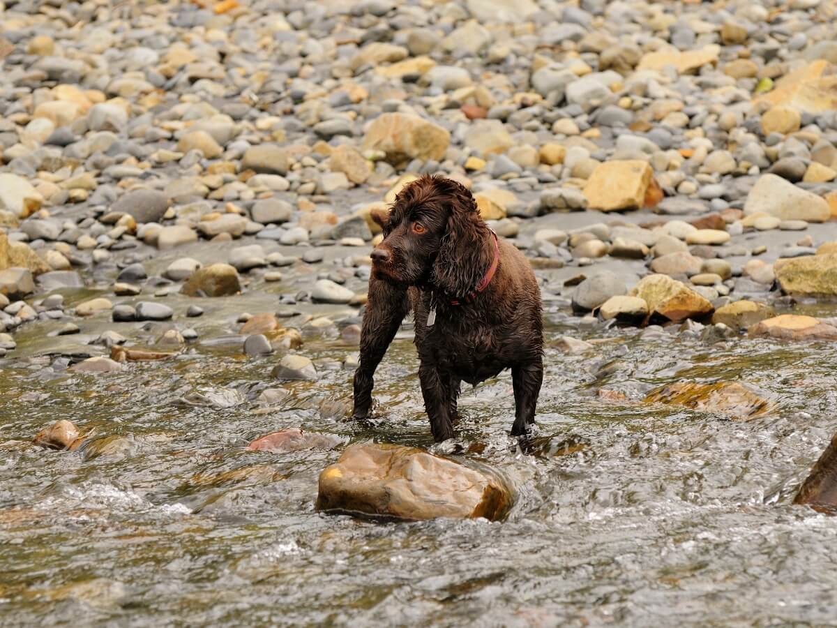 A boykin spaniel in a river.