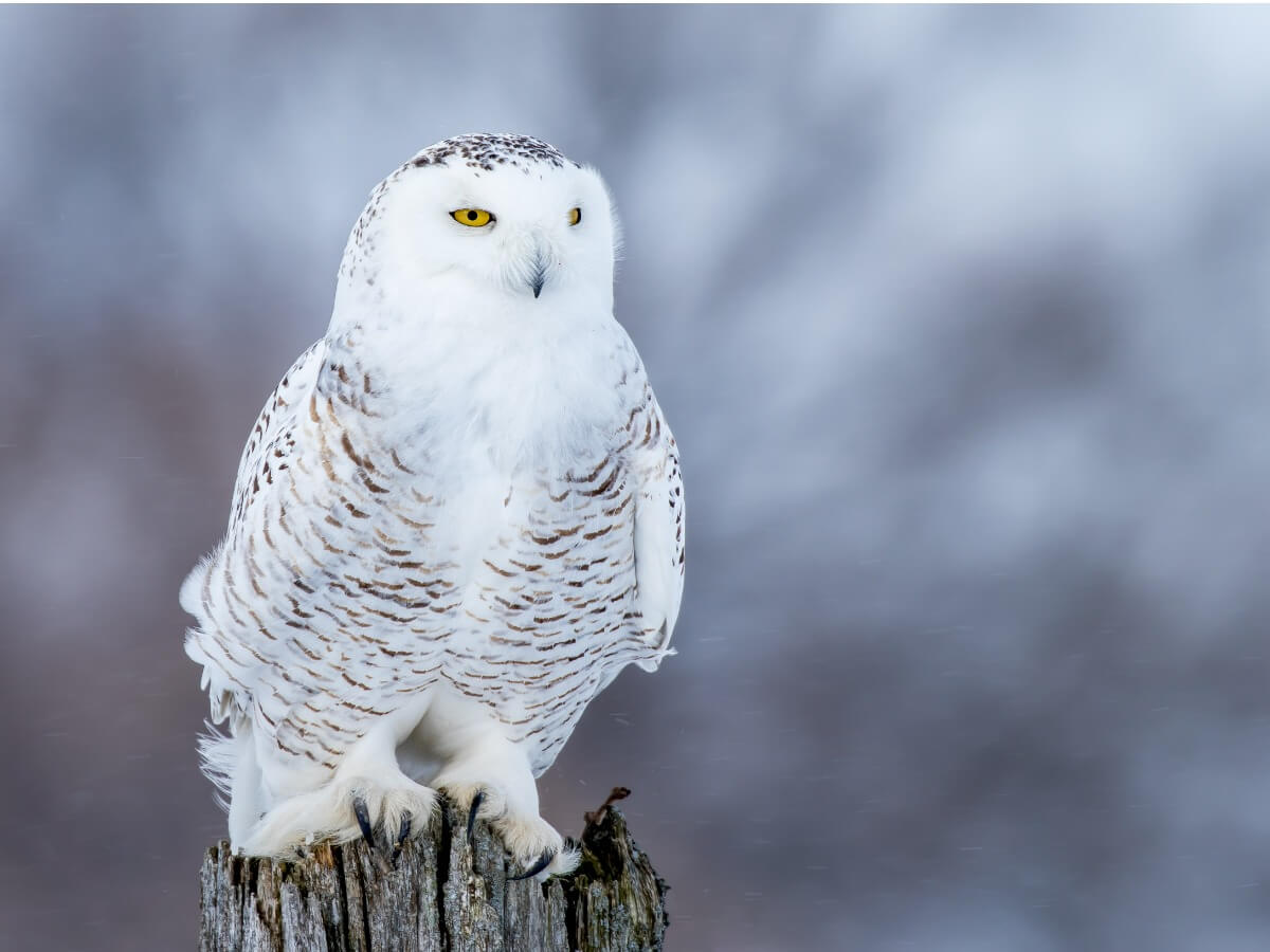 Un harfang des neiges.