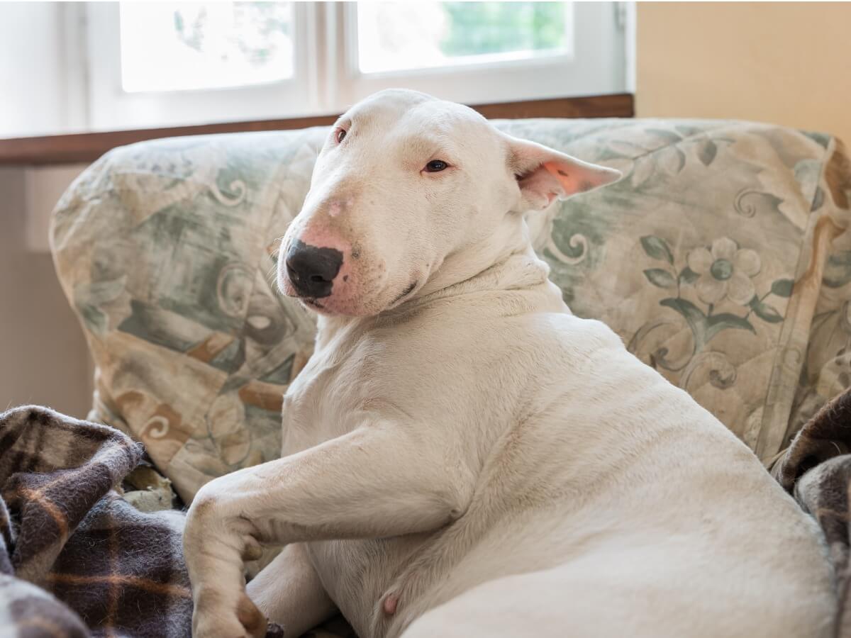 Un bull terrier en un sofá.