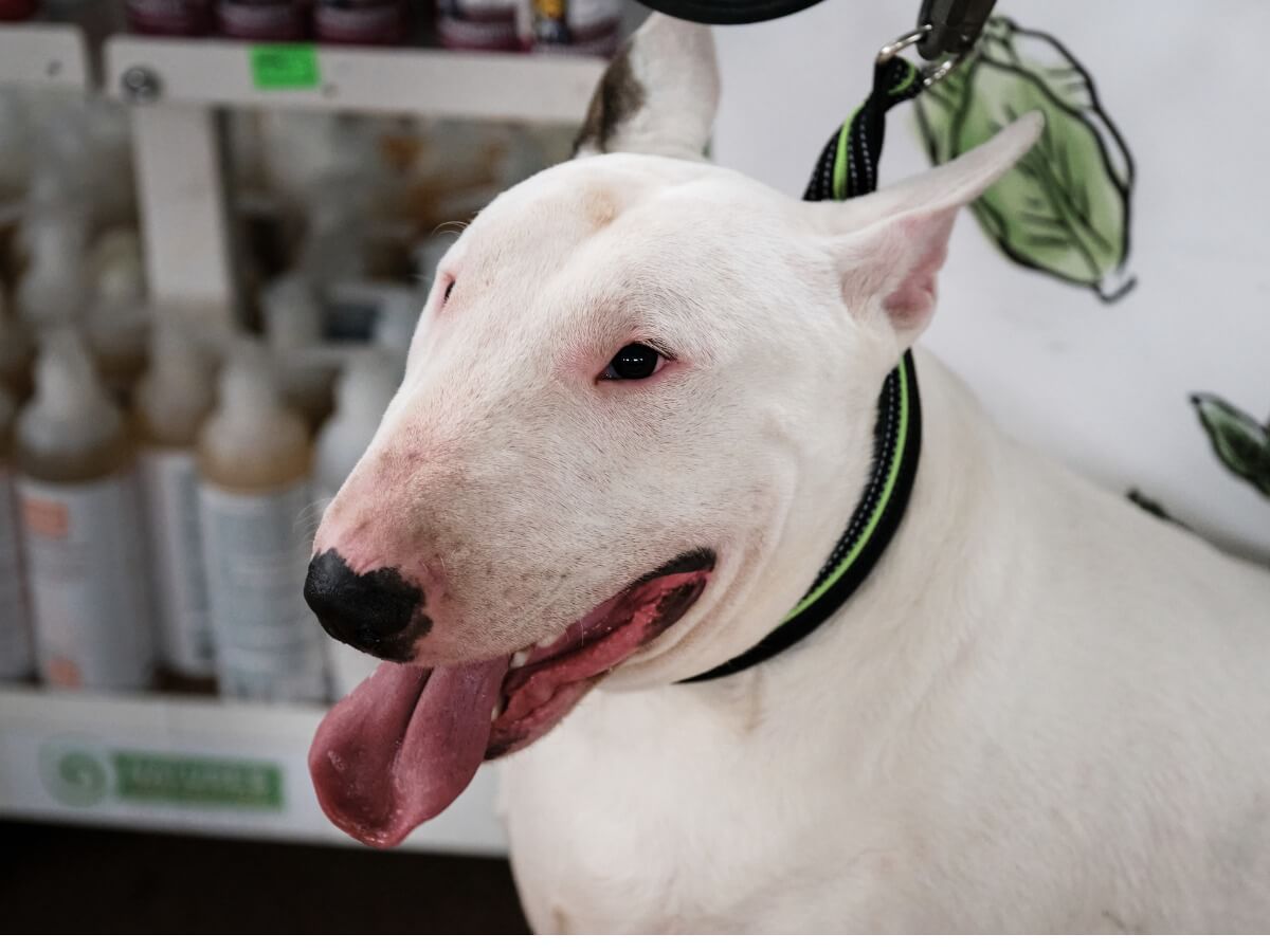 Un bull terrier inglés blanco.