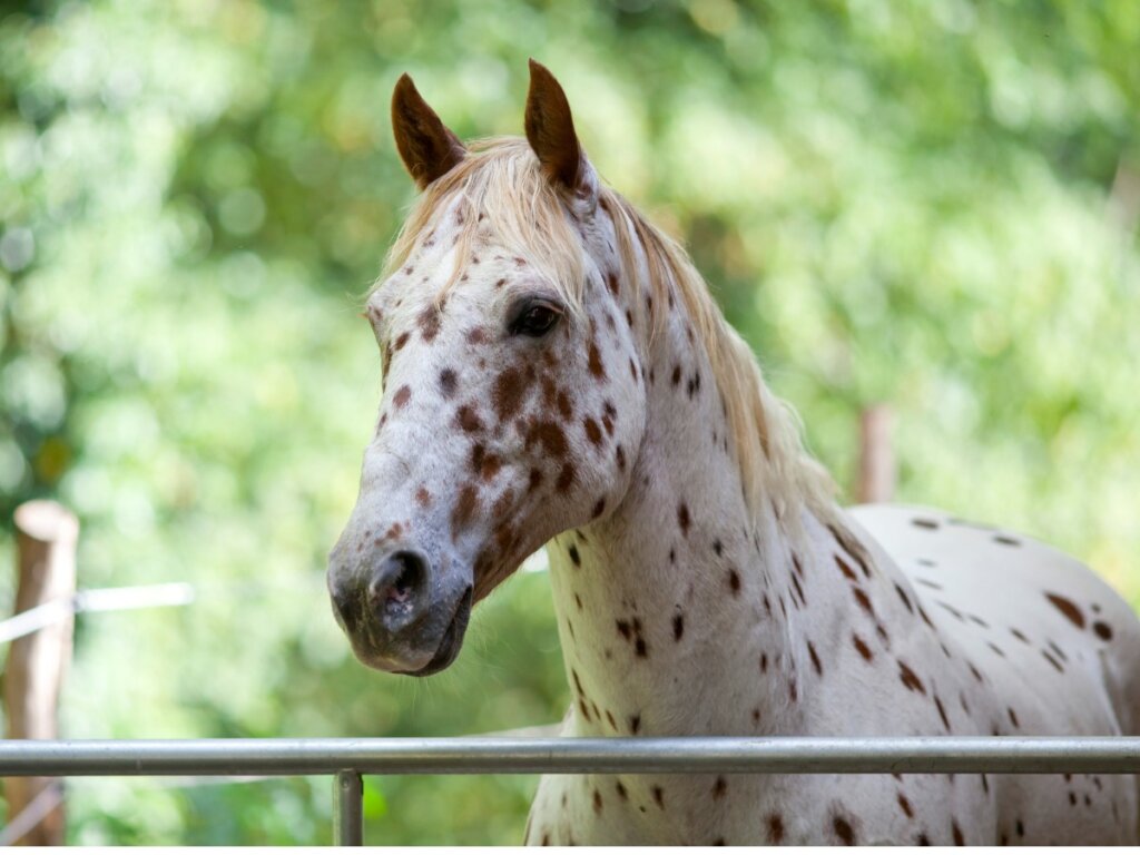 Un caballo appaloosa sobre unas rejas.