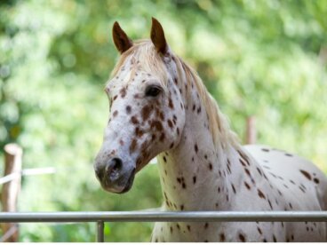 Caballo appaloosa: origen y características
