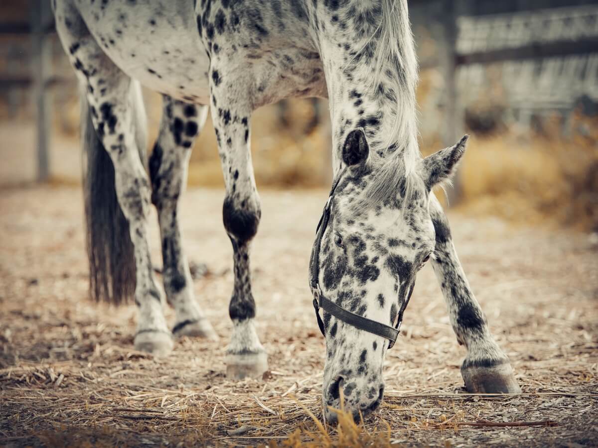 Un caballo appaloosa comiendo del suelo.
