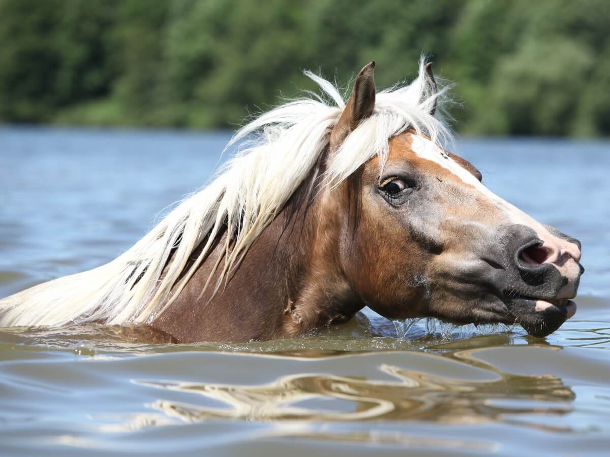 A horse swimming in fresh water.