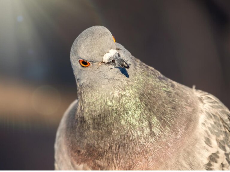 Comportamiento de las palomas
