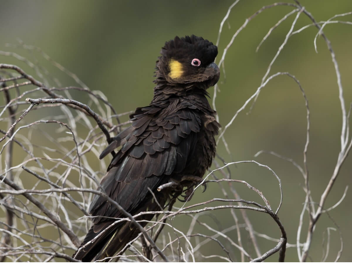 Una cacatúa negra sobre un árbol.