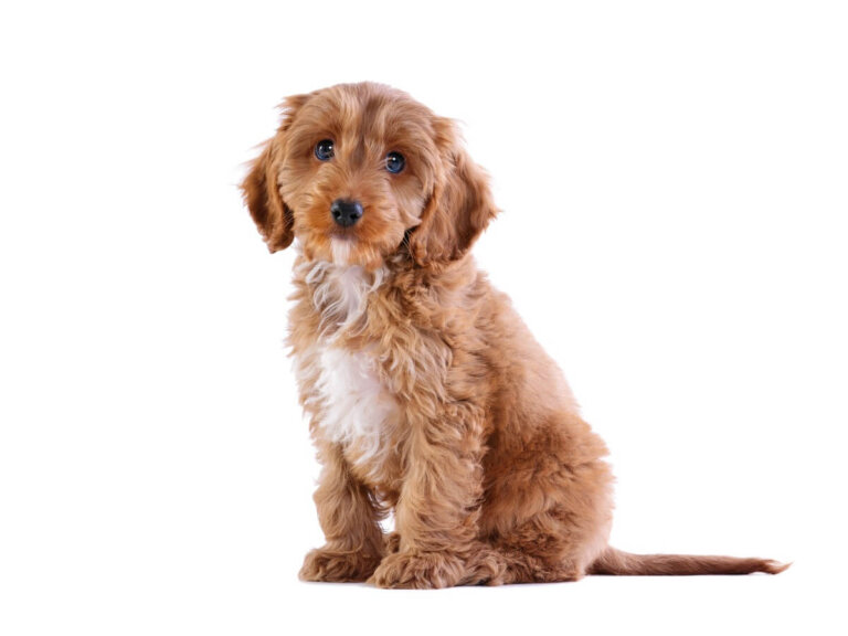 Cockapoo: cuidados y características