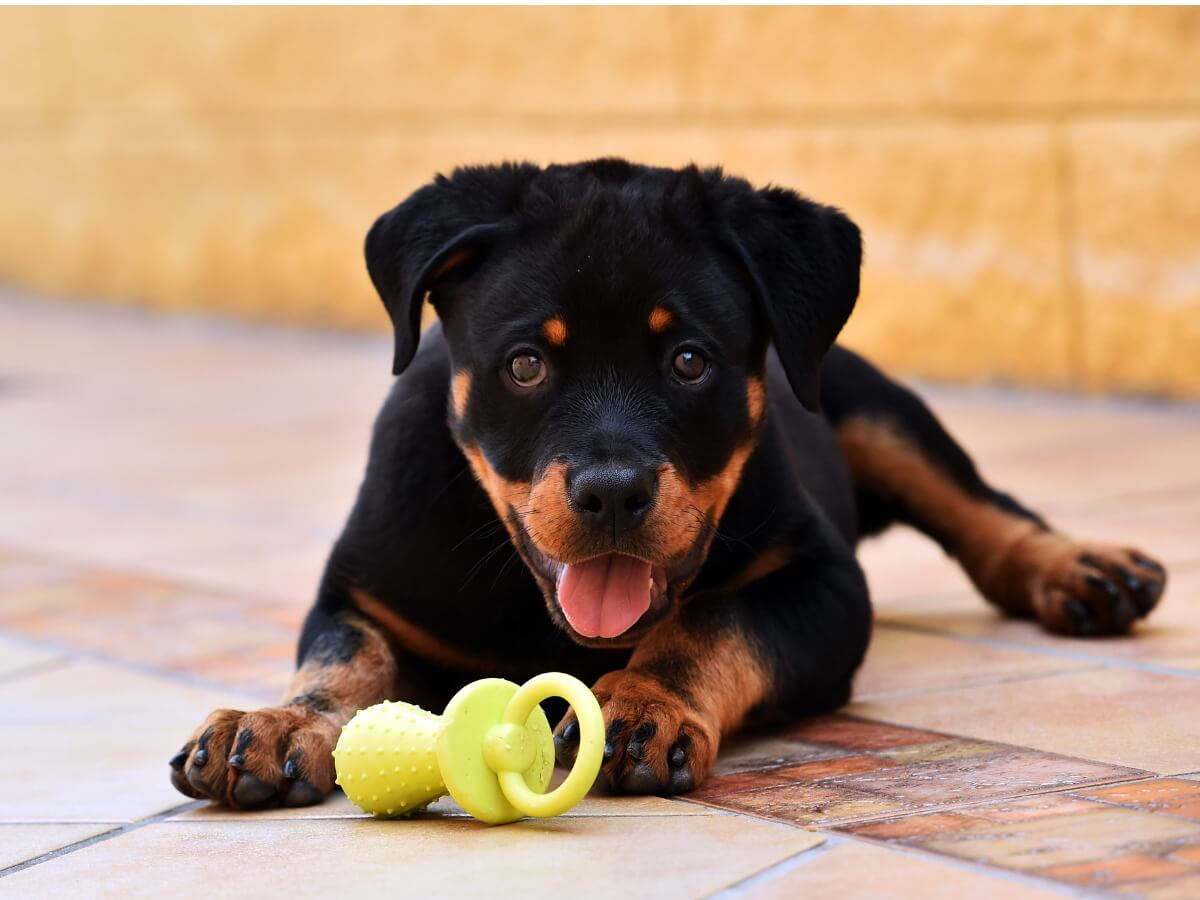 Un cachorro.