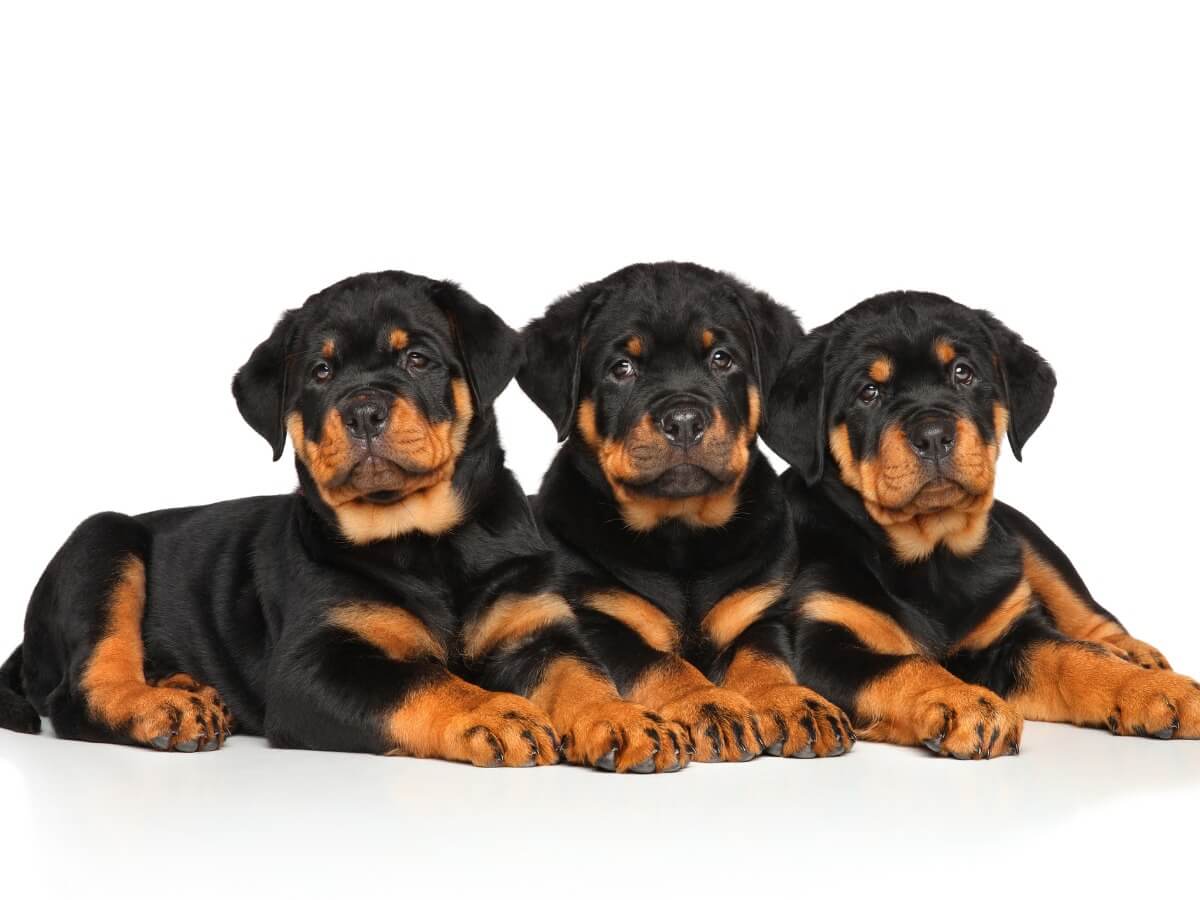 Drie puppy's