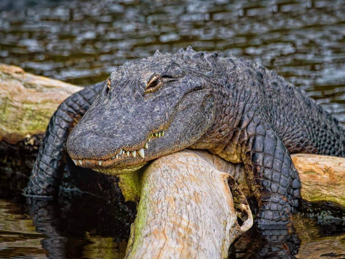 Un alligatore appoggiato su un tronco.