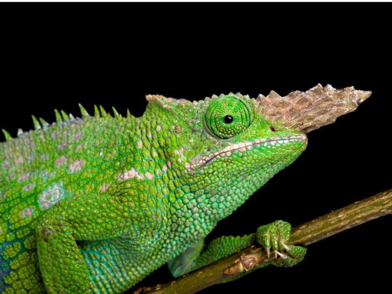 Comportamiento del camaleón