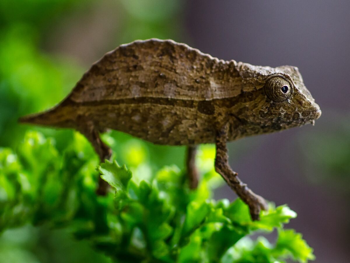 Otra de las especies de camaleón.