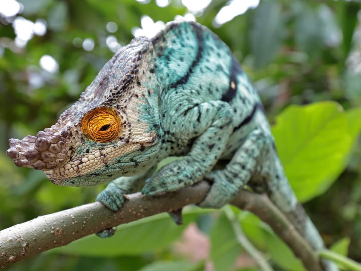 A chameleon on a tree.