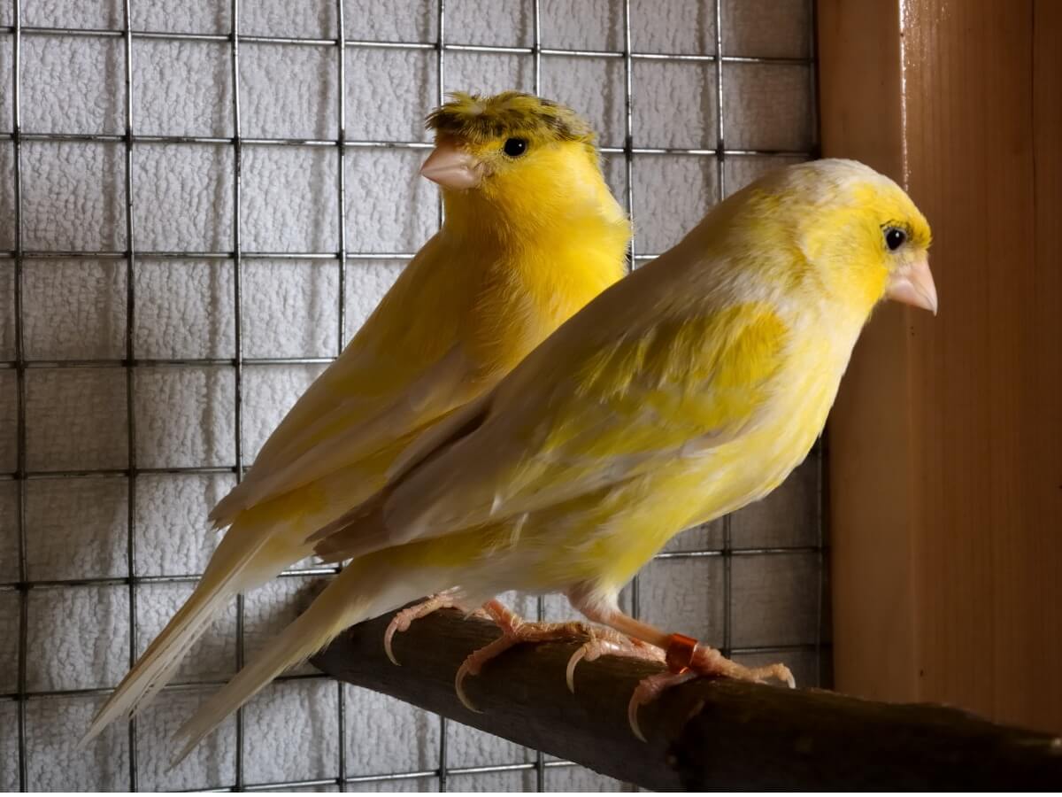 Why has my canary stopped singing?