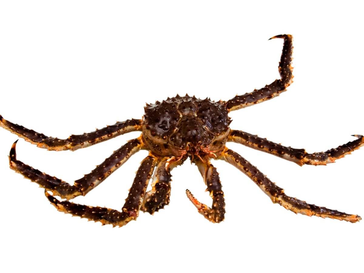 One of the Bering Sea crabs on a white background.