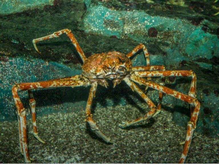 Los cangrejos del mar de Bering: tipos y pesca