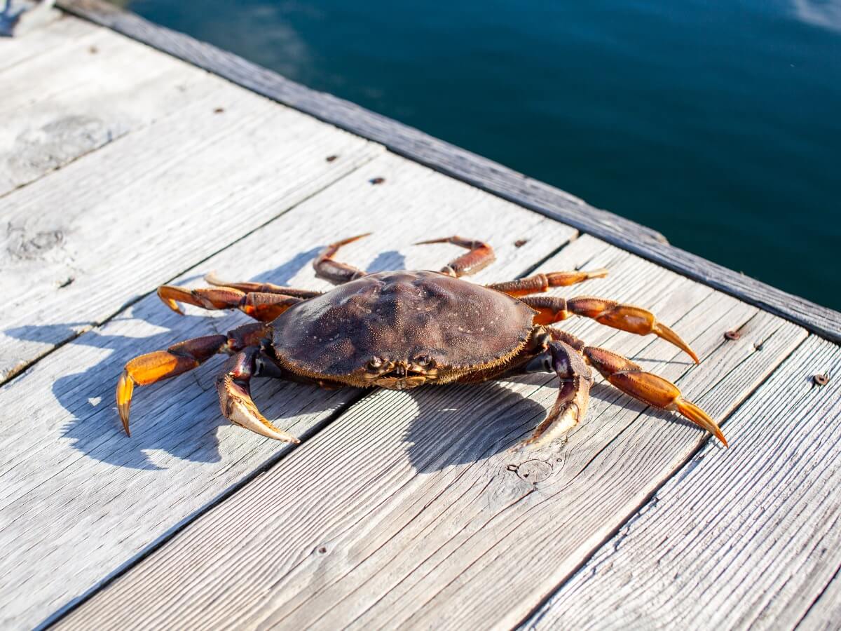 En av Beringhavets krabber.