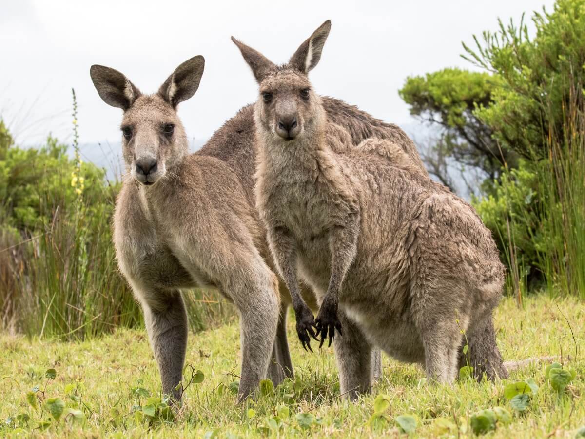 Deux kangourous géants.