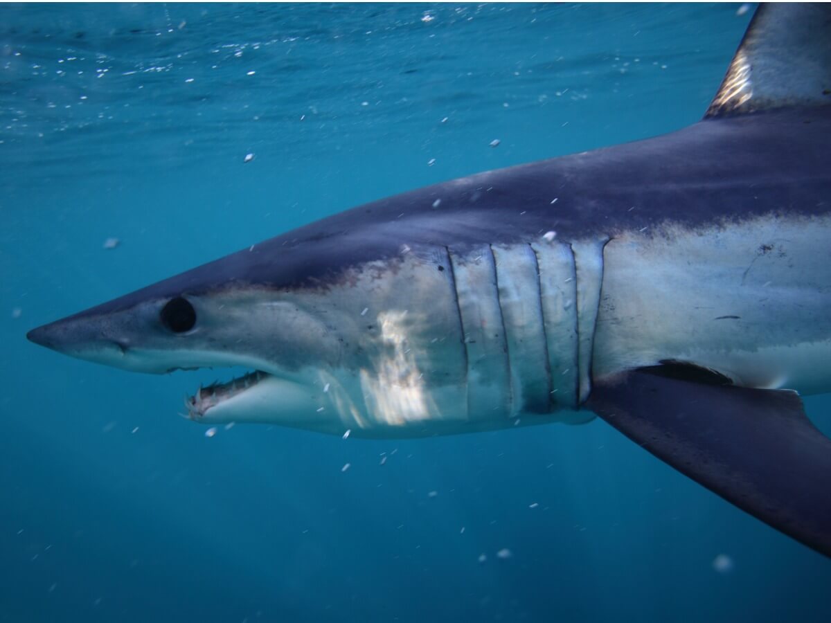 L'un des animaux les plus rapides de l'océan.