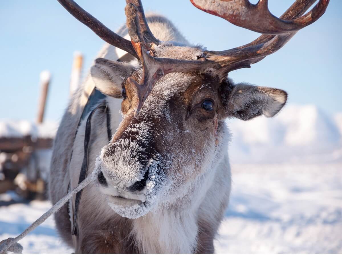 Uno de los animales más afectados por el cambio climático.