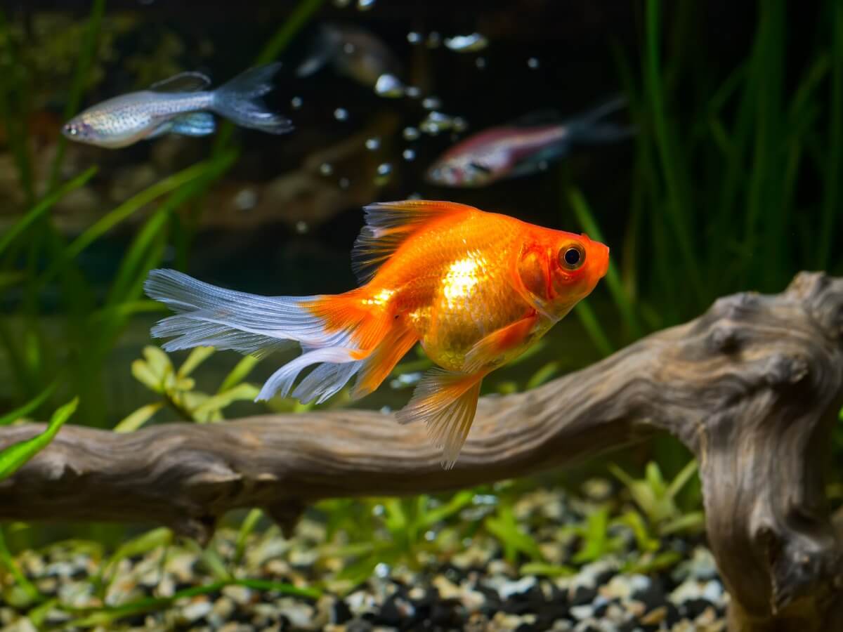 10 curiosidades del pez dorado