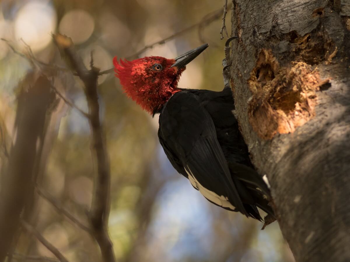 Le pic à bec ivoire.