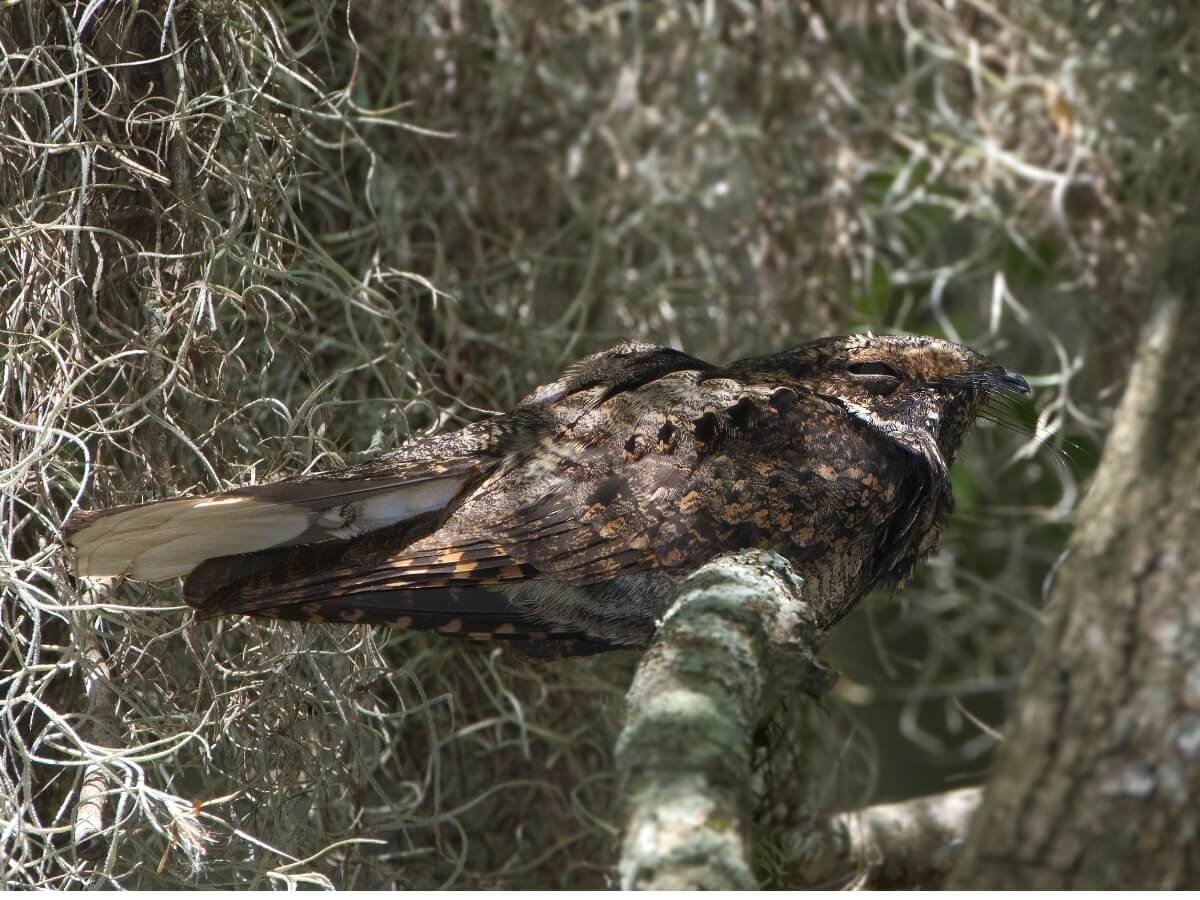Un autre des oiseaux qui chantent la nuit.