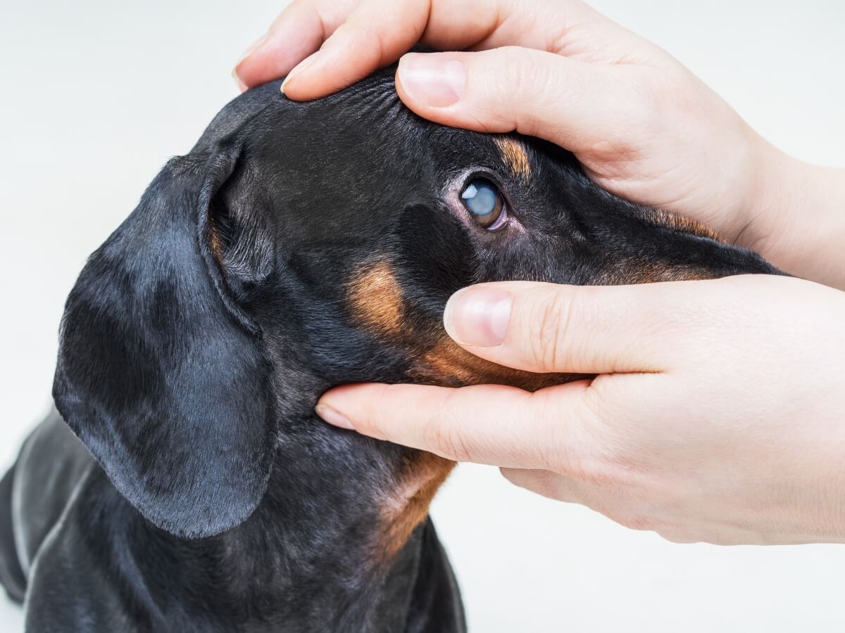Un ejemplo de la cirugía del glaucoma para perros,