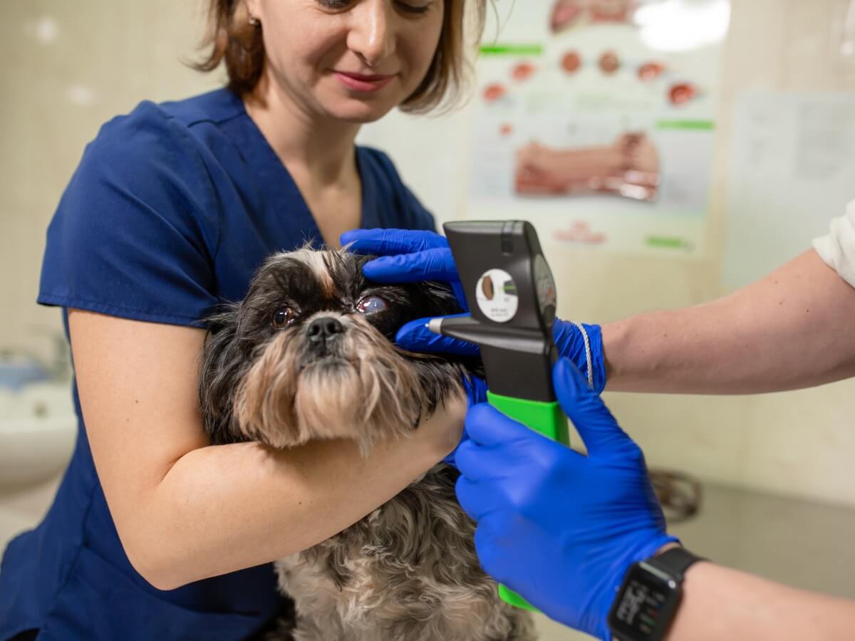 Un ejemplo de la cirugía del glaucoma para perros.