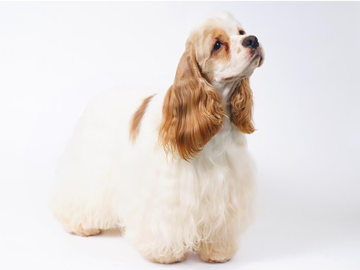 Un cocker spaniel americano.