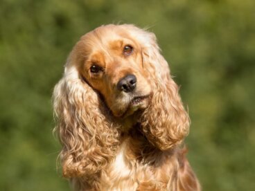 2 tipos de cocker spaniel