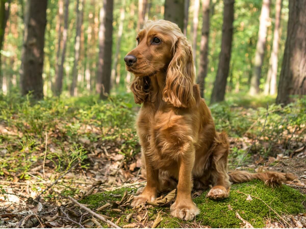 A golden colored cocker spaniel sitting in the woods.