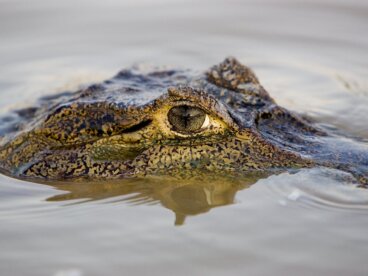 Los 10 reptiles más grandes del mundo