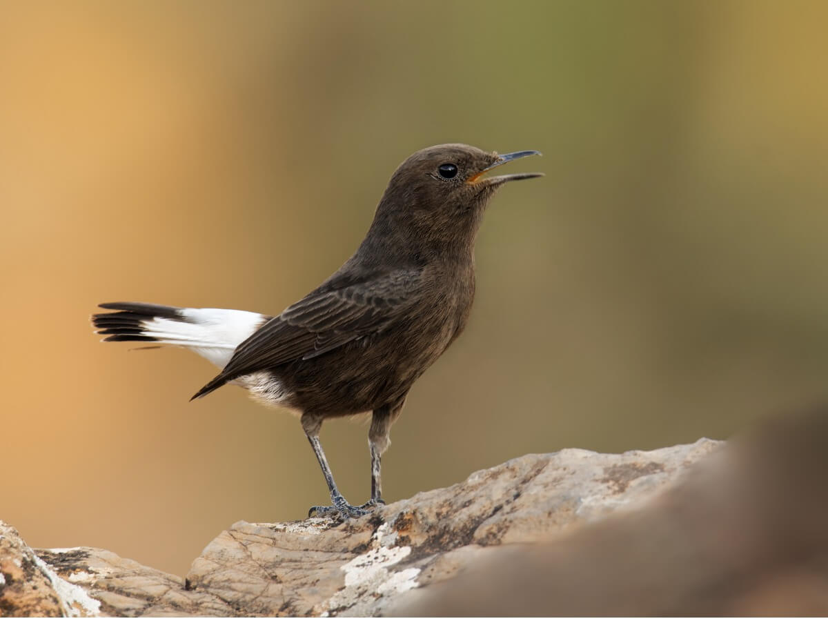 Monachella nera: habitat e caratteristiche