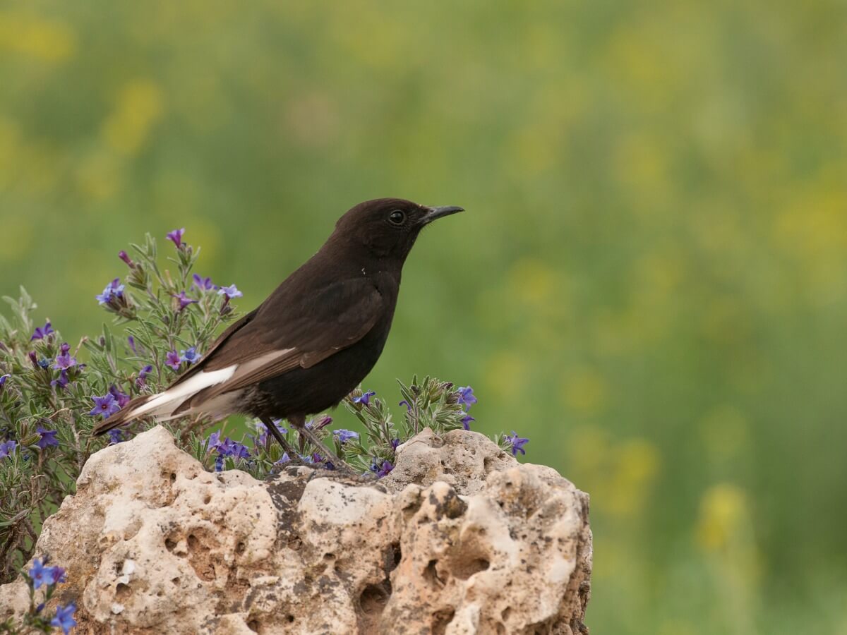 Una collalba negra sobre una piedra.