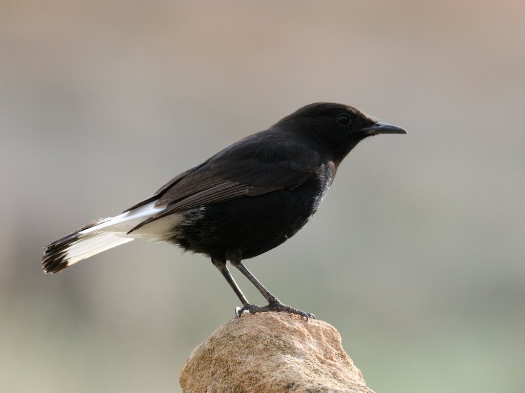 Una collalba negra sobre una rama.