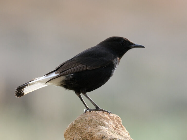 Collalba negra: hábitat y características
