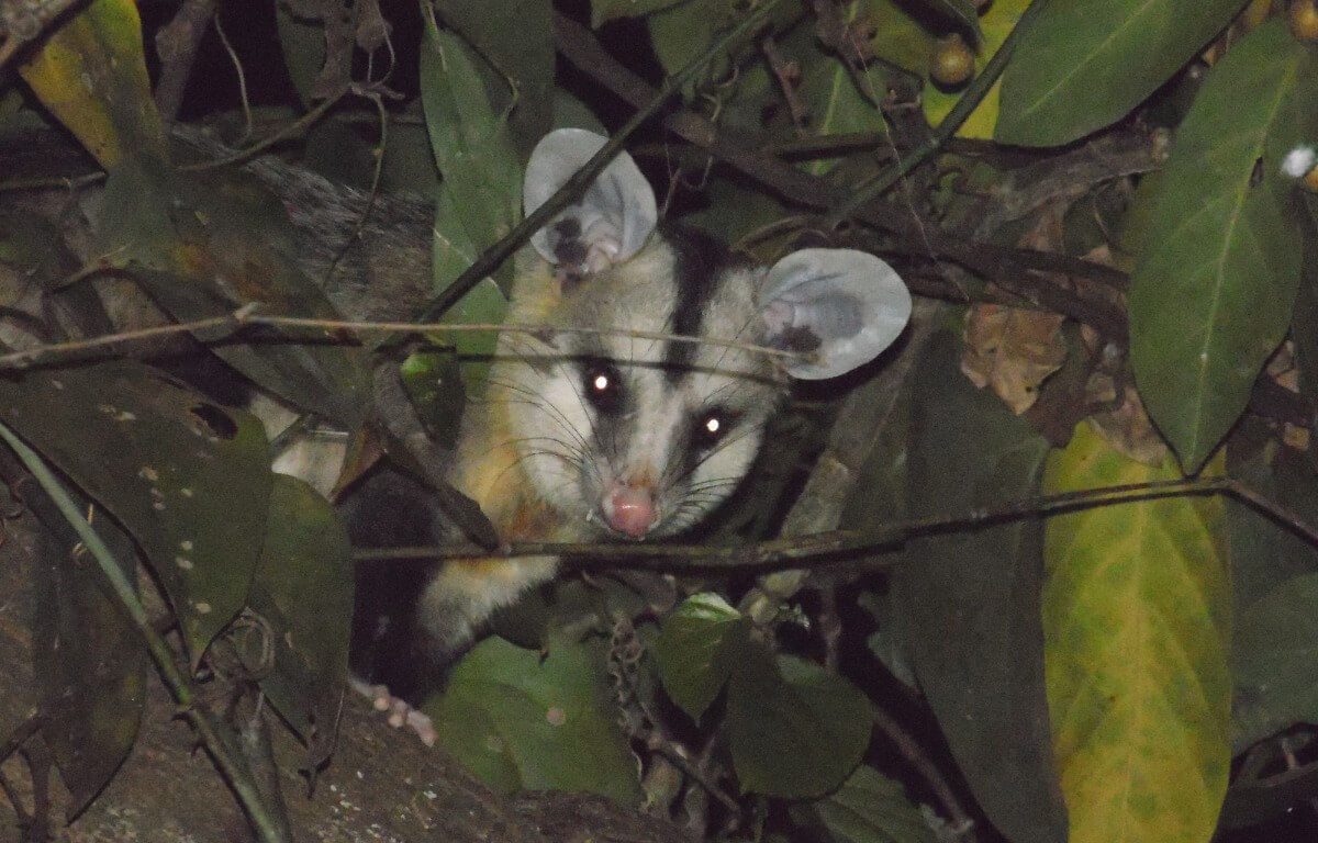 En vitörad opossum, en typ av pungdjur.