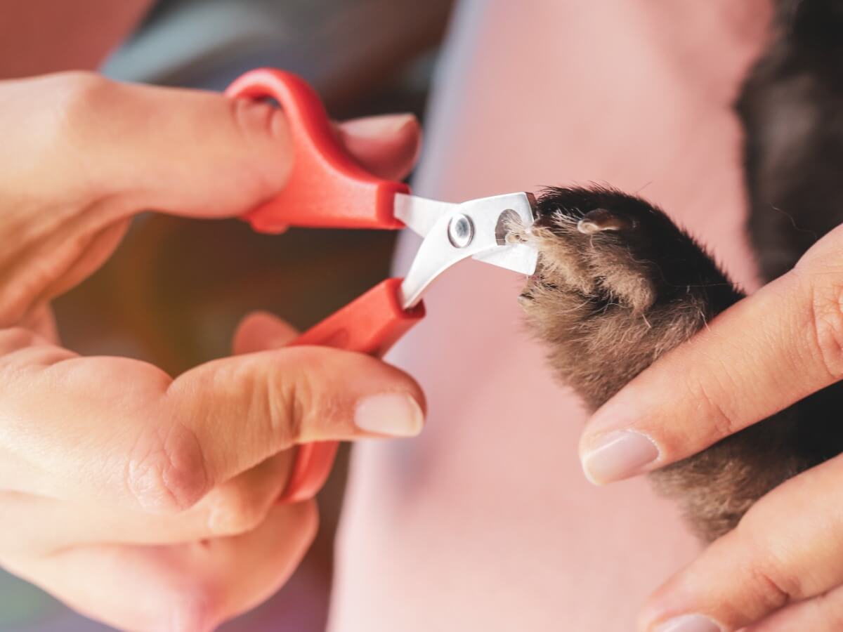 Comment couper les ongles des lapins ?