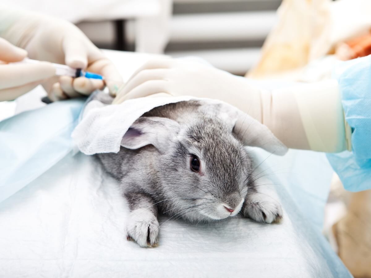 A ivermectina para coelhos é administrada através da pele.