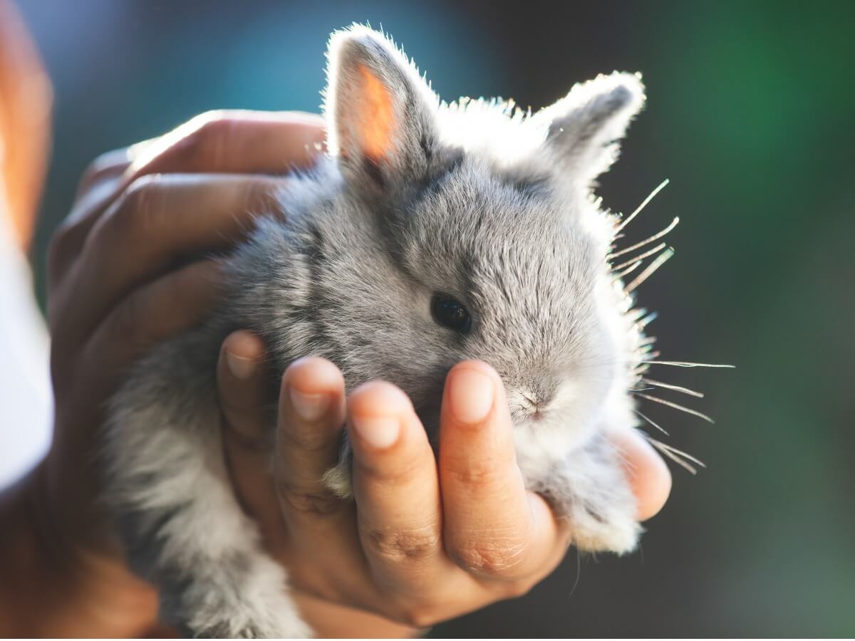 En liten kanin.