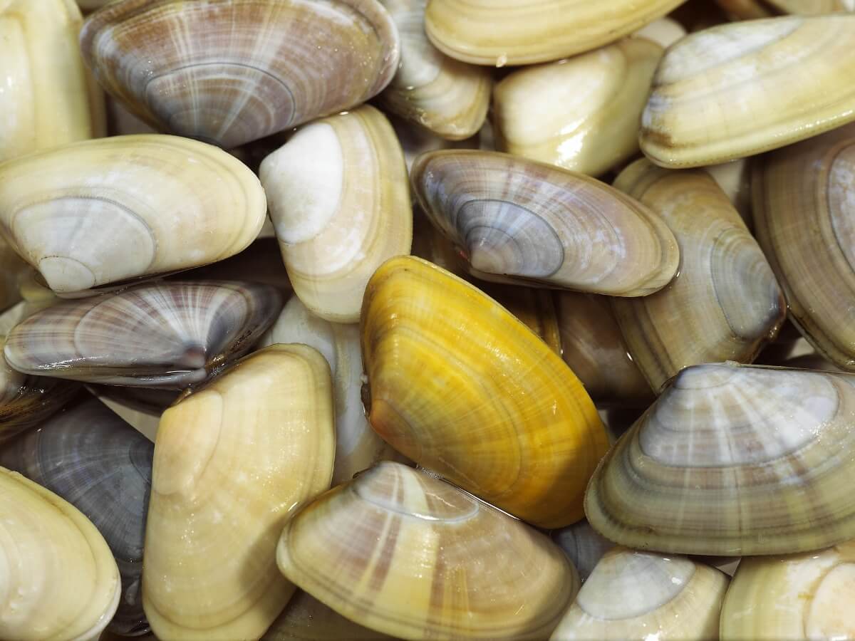8 tipi di molluschi
