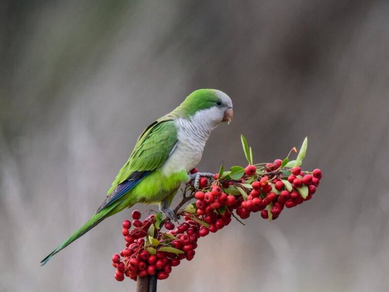 7 tipos de pájaros salvajes que hablan
